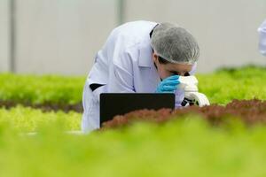 Scientists are conducting research and development on the cultivation of organic vegetables in a closed farm. photo