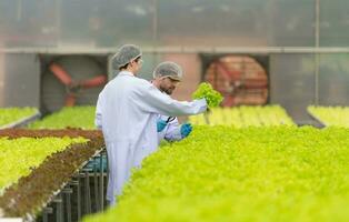 científicos son conductible investigación y desarrollo en el cultivo de orgánico vegetales en un cerrado granja. foto