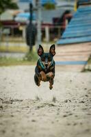 Cute miniature pinscher dog is running and jumping on the sand on the training ground photo