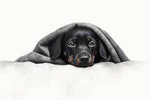 Pamper dog in bed. photo