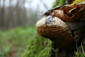 Inonotus obliquus or chaga closeup photo