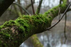 Autumn forest atmosphere, moss covered fallen trees photo