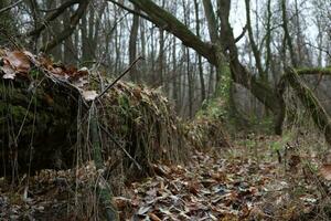 Autumn forest atmosphere, moss covered fallen trees photo