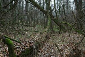 Autumn forest atmosphere, moss covered fallen trees photo