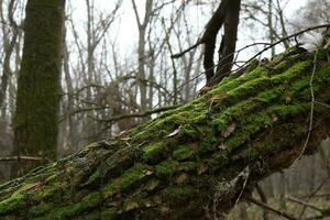 Autumn forest atmosphere, moss covered fallen trees photo