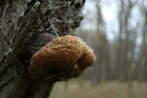 Inonotus obliquus or chaga closeup photo