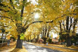 Albury, New South Wales Australia - 4 June 2023 - Beautiful autumn season cityscape fallen leaves in the height of autumn to capture the vibrant yellow of the Ginkgo tree along the road photo