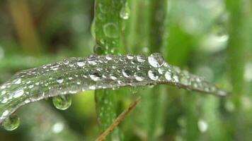 l'eau gouttes sur le les plantes dans brouillard video