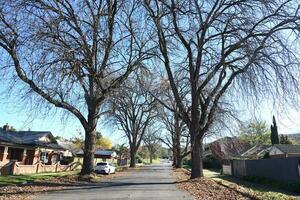 Albury, New South Wales Australia - 4 June 2023 - Beautiful autumn season cityscape fallen leafless tree along side the road. photo