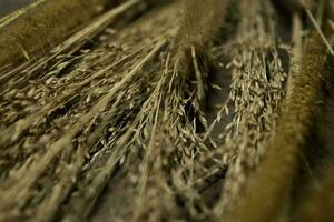 dry grass on wooden table. reeds background photo