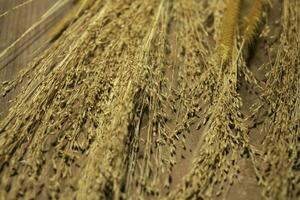 dry grass on wooden table. reeds background photo