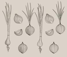 mano dibujo garabatear cebolla. rebanado. vector gráfico para menú, corte, impresión. comida vegetal conjunto