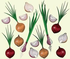 Hand drawing colorful doodle onion. sliced. Vector graphic for menu, cutting, printing. Food vegetable set