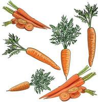 Outline with color vegetable carrot in vector. Doodle hand drawing with screentone. Colorful vector