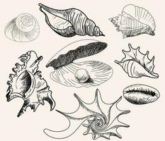 Doodle vector shells. Hand drawn vector for printing, labels, decoration an other