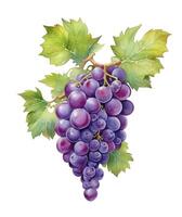 Watercolor illustration fruit grape and leaf vine, created with generative AI photo