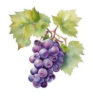 acuarela ilustración Fruta uva y hoja enredadera, creado con generativo ai foto