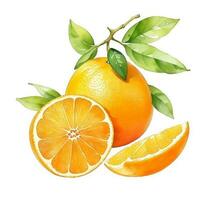 Watercolor illustration fruit citrus orange , created with generative AI photo