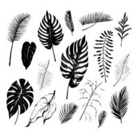 illustration set of tropical plants and leaves, hand drawn style, outline sketch. vector