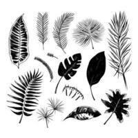 illustration set of tropical plants and leaves, hand drawn style, outline sketch. vector