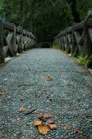 Dry leaves that fall under the bridge in Pangandaran beach, West java, Indonesia photo