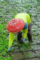 granjero plantando arroz en el campo, tasikmalaya, Oeste Java, Indonesia foto