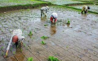 Farmer planting rice in the field, Tasikmalaya, West Java, Indonesia photo