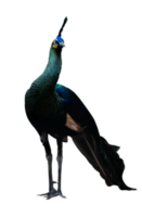 portrait of peacock png