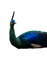 beauty of peacock isolated png