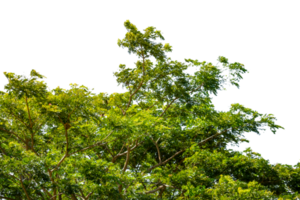 green leaves on a branch isolated png