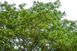 green leaves of tree isolated png