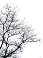 silhouette de une arbre isolé png