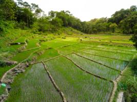 riz terrasses paysage png