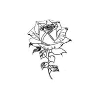 Beautiful Hand drawn flower rose sketch vector