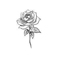 hermosa mano dibujado flor Rosa bosquejo vector