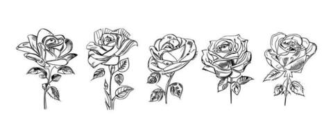 Beautiful Hand drawn flower Roses vector