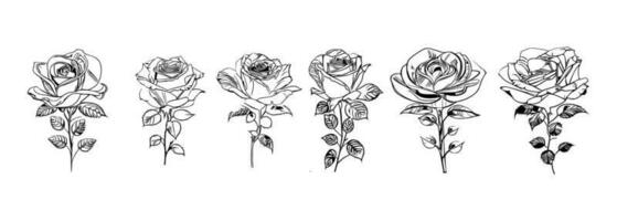 Roses set line art vector