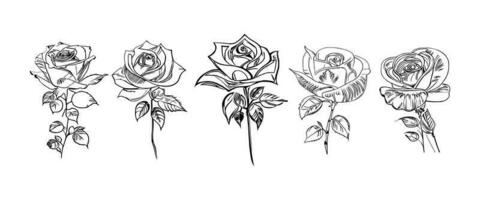 Beautiful Hand drawn flower Roses vector