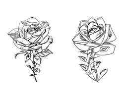 Beautiful Hand drawn flower Roses vector