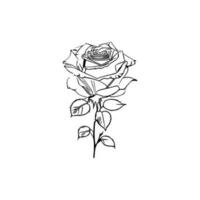 Beautiful Hand drawn flower rose sketch vector