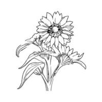 line art sunflower vector