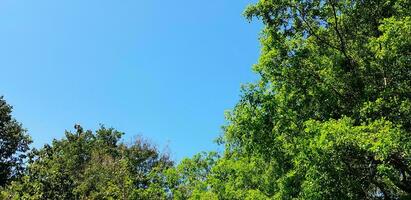 Big green tree branch and leaves with clear blue sky background with copy space. Beauty of nature, Natural wallpaper and plant growing concept photo