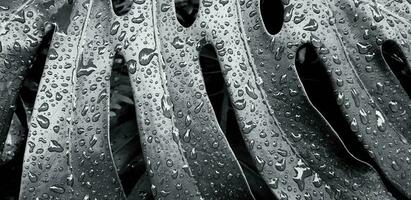 Close up water drop on tropical leaf after raining day. Abstract art and Nature background in monochrome tone. Scientific name of tree is Monstera deliciosa. Natural wallpaper in black and white style photo