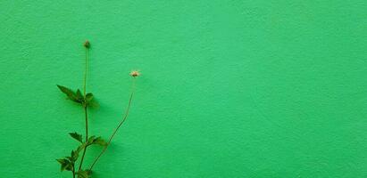 Minimal flower blooming with green leaves tree isolated on green painted wall for background with right copy space. Beauty of Nature, Minimal plant and Pastel color wallpaper concept photo