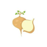 jicama icon vector