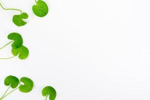 Top view on table centella asiatica leaves with isolated on white background photo