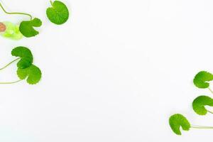 Top view on table centella asiatica leaves with isolated on white background photo