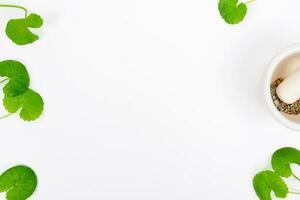 Top view on table centella asiatica leaves with isolated on white background photo