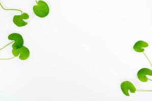 Top view on table centella asiatica leaves with isolated on white background photo
