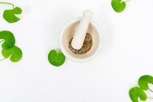 Top view on table centella asiatica leaves with isolated on white background photo